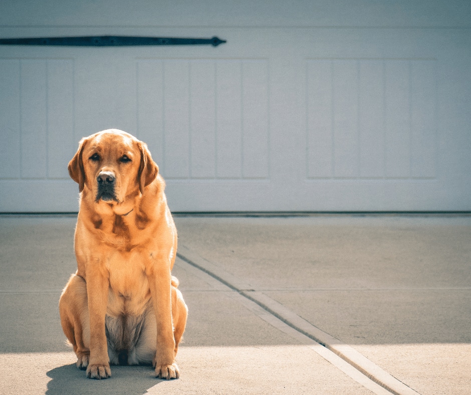 a dog sitting on a driveway